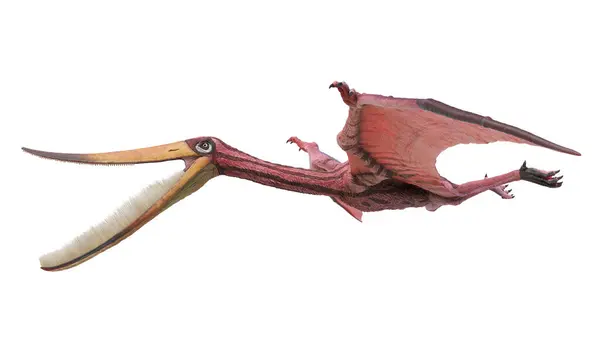 Illustrazione Uno Pterodaustro Pterosauro — Foto Stock