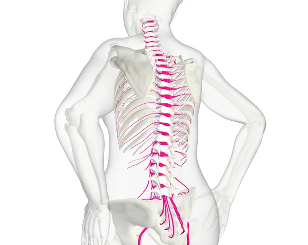 Απεικόνιση Της Ανθρώπινης Σπονδυλικής Στήλης Νωτιαίο Μυελό Και Νεύρα — Φωτογραφία Αρχείου