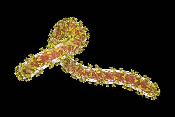 Marburgský Virus Počítačová Ilustrace Tento Virus Rna Ribonukleové Kyseliny Příčinou — Stock fotografie