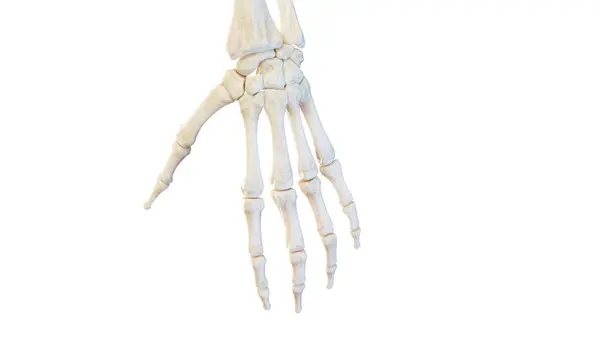Csontok Kéz Illusztráció — Stock Fotó