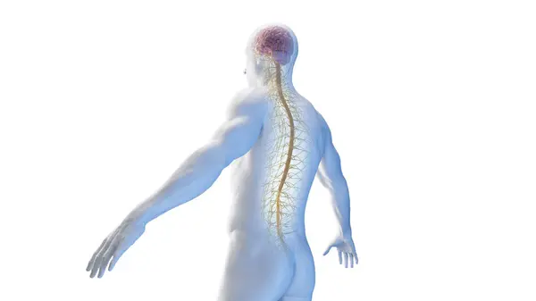 脊髄とトラックス神経 イラスト — ストック写真