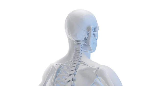 Knochen Von Kopf Und Hals Illustration — Stockfoto