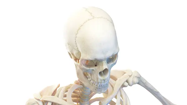 人間の頭蓋骨 白い背景の3Dイラスト — ストック写真