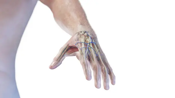 Anatomy Hand Illustration — Stock Photo, Image