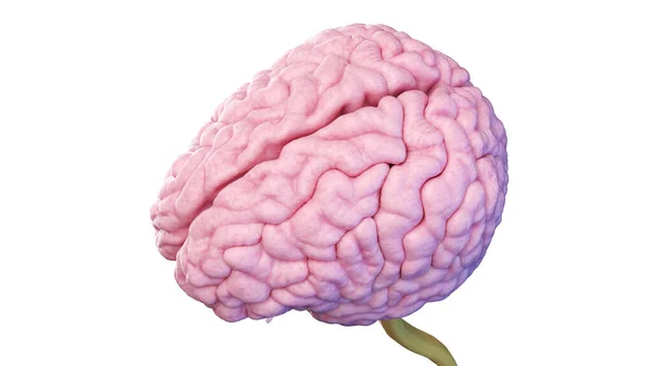 Menneskelig Hjerne Illustration - Stock-foto