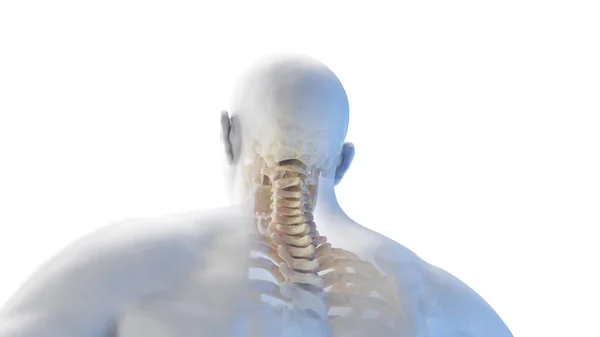 Posterior View Skeletal Neck Illustration — Stock Photo, Image