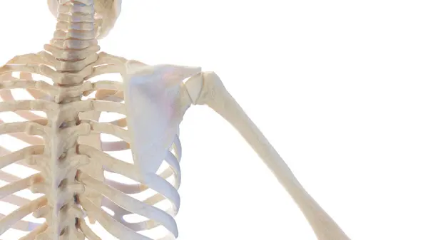 Скелетное Плечо Иллюстрация — стоковое фото