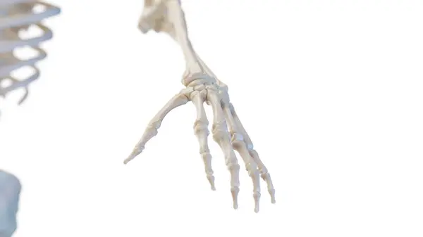 Kości Dłoni Ilustracja — Zdjęcie stockowe