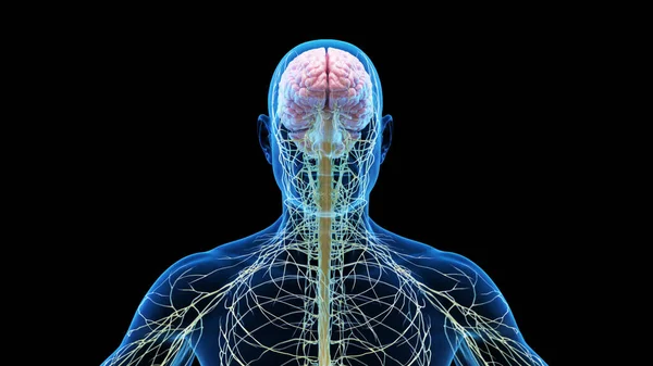Nervios Cerebrales Cabeza Ilustración — Foto de Stock