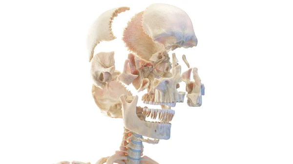 Crânio Humano Seccionado Ilustração — Fotografia de Stock
