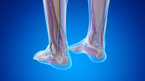 Posterior Anatomy Feet Illustration — Stock Photo, Image