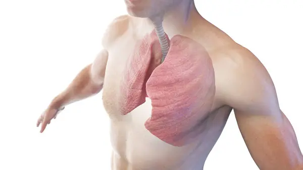 Erkek Vücudunda Akciğer Soluk Borusu — Stok fotoğraf