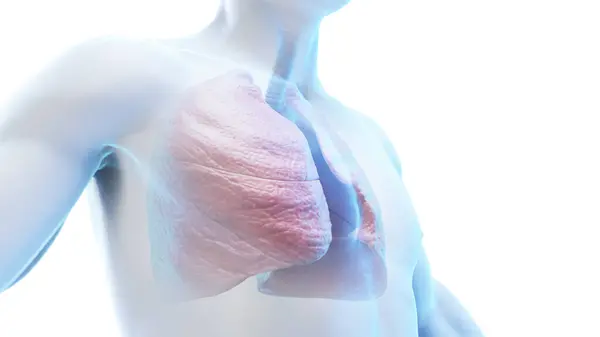 男性体内的肺和气管 — 图库照片