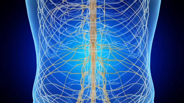 Lower Spinal Cord Illustration — Stock Photo, Image