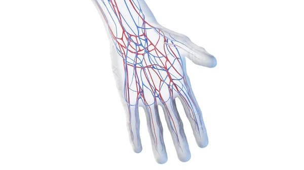 手部血管解剖 — 图库照片