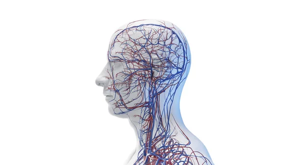 Sistema Vascular Cabeza Cuello Ilustración — Foto de Stock