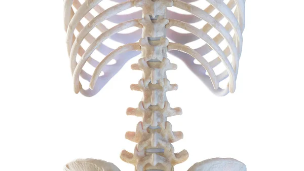 Posterior Lumbar Spine Illustration — Stock Photo, Image