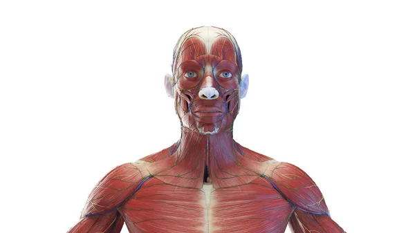 Anatomia Uma Cabeça Masculina Ilustração — Fotografia de Stock