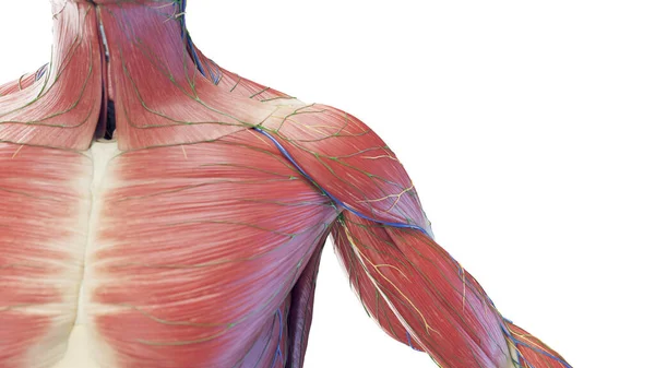 Muskulöse Schulter Illustration — Stockfoto