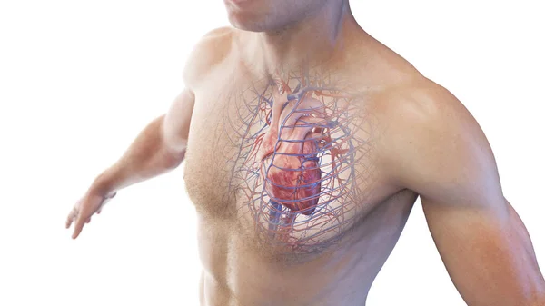 Heart Male Body Illustration — Stock Photo, Image
