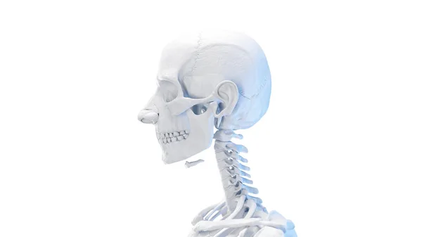 头部和颈部的骨头 — 图库照片