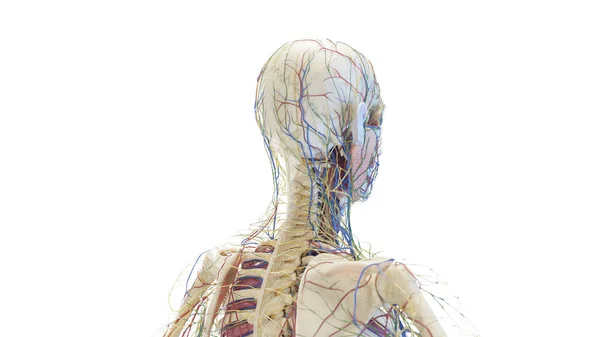 Anatomia Posterior Cabeça Pescoço Ilustração — Fotografia de Stock