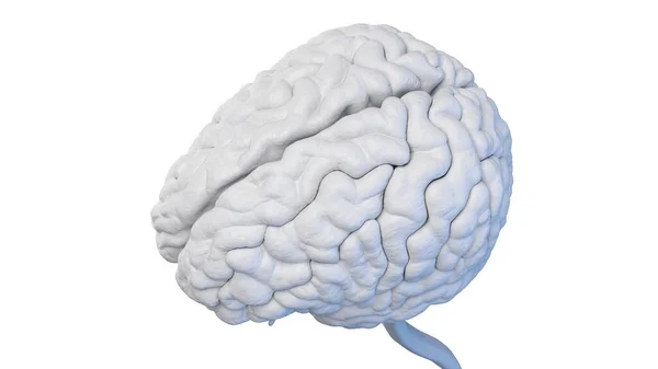 Human Brain Illustration — Stock Photo, Image