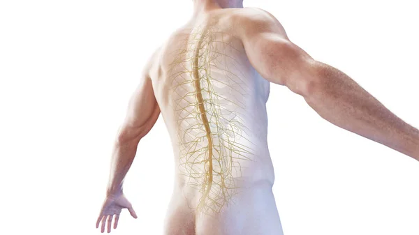 Espinal Medula Tórax Nervos Ilustração — Fotografia de Stock