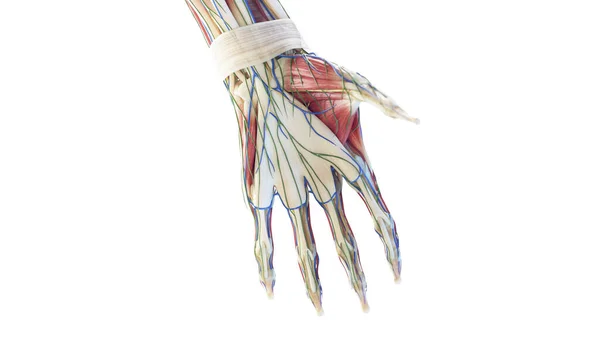 Anatomi Handen Illustration — Stockfoto