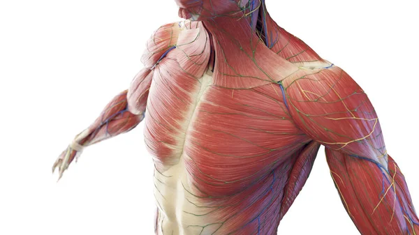 Мышцы Верхней Части Тела Иллюстрация — стоковое фото