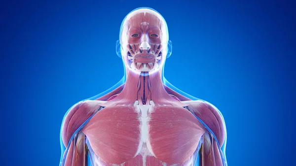 Anatomi Tubuh Bagian Atas Pria Ilustrasi — Stok Foto
