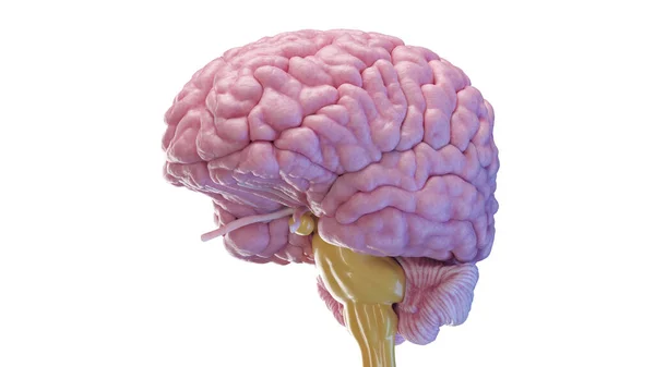 Мозг Человека Иллюстрация Белом Фоне — стоковое фото