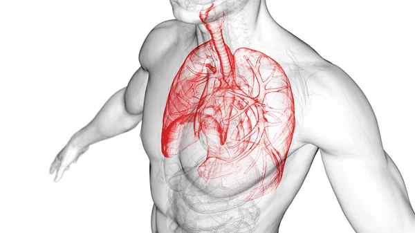 Lung Illustration Vit Bakgrund — Stockfoto