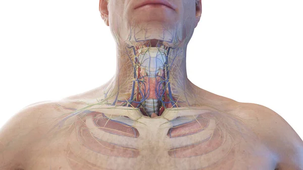Anterior Neck Anatomy Illustration White Background — Stock Photo, Image