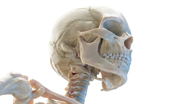 人間の頭蓋骨 白い背景の3Dイラスト — ストック写真