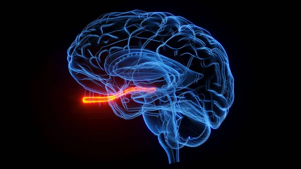 Оптичний Нерв Ілюстрація Чорному Тлі — стокове фото