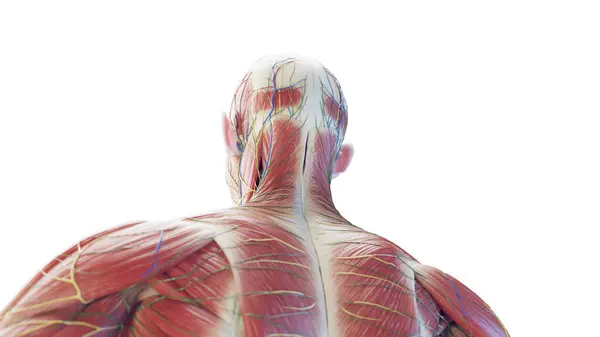 Neck Muscles Illustration White Background — Stock Photo, Image