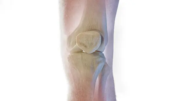 Anterior Skeletal Knee Illustration — Stock Photo, Image