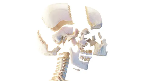 人間の頭蓋骨 イラスト — ストック写真
