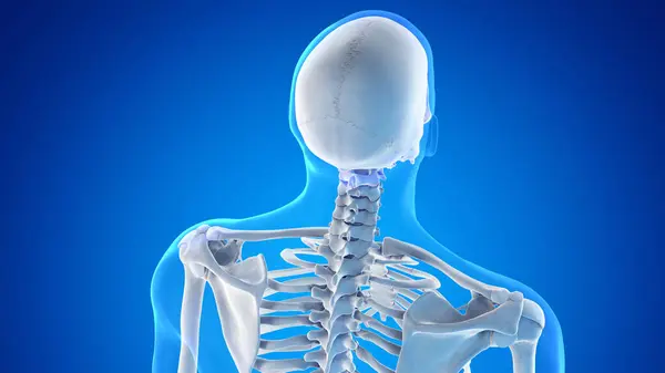 Σκελετική Ανατομία Του Λαιμού Και Του Κεφαλιού Εικονογράφηση — Φωτογραφία Αρχείου
