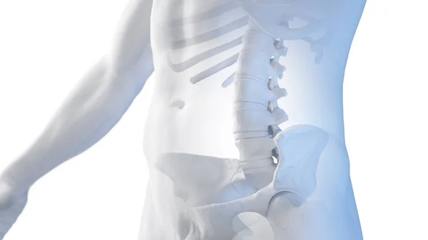 Lumbar Spine Illustration — Stock Photo, Image