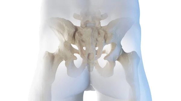 Задняя Скелетная Анатомия Бедра Иллюстрация — стоковое фото
