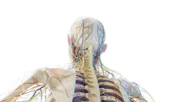 Boyun Anatomisi Illüstrasyon — Stok fotoğraf