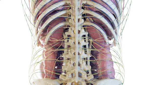 Tylna Anatomia Brzucha Ilustracja — Zdjęcie stockowe