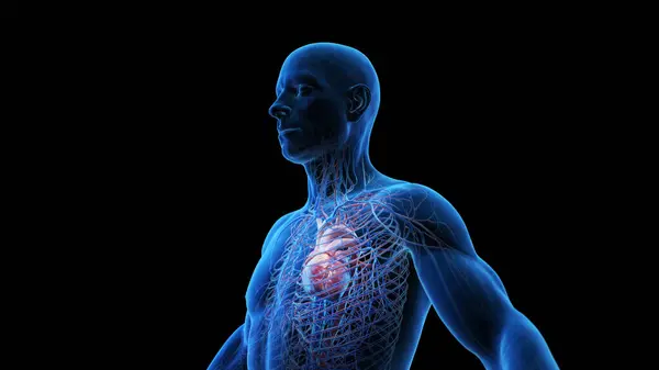 人間の心臓と血管系 イラスト — ストック写真