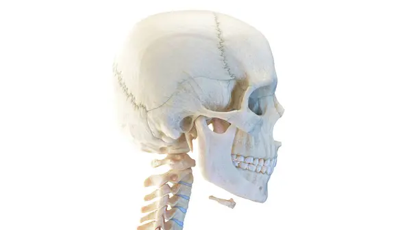 Human Skull Illustration — Stock Photo, Image
