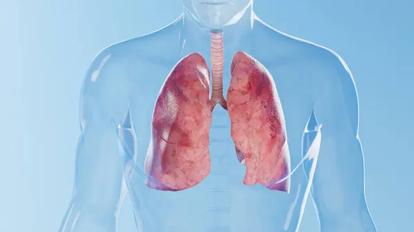Human Lungs Illustration — Stock Photo, Image