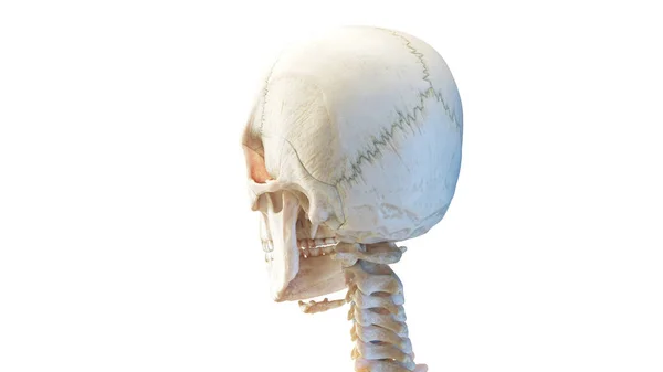 Human Skull Illustration White Background — Stock Photo, Image