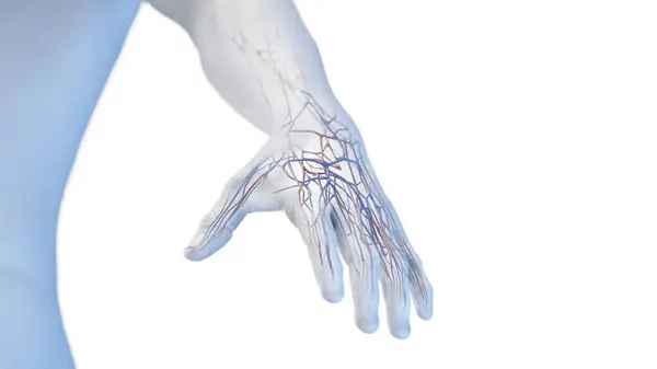 Anatomia Vascular Mão Ilustração — Fotografia de Stock