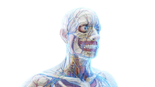 Anatomi Ett Manligt Huvud Illustration — Stockfoto